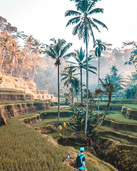 Lush terraced landscape framed by palm trees